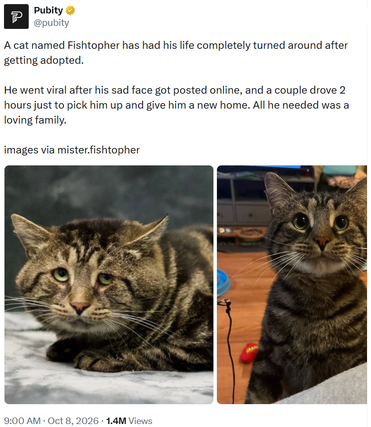 P Pubity ⭑ @pubity A cat named Fishtopher has had his life completely turned around after getting adopted. He went viral after his sad face got posted online, and a couple drove 2 hours just to pick him up and give him a new home. All he needed was a loving family. images via mister.fishtopher . 9:00 AM - Oct 8, 2026 1.4M Views