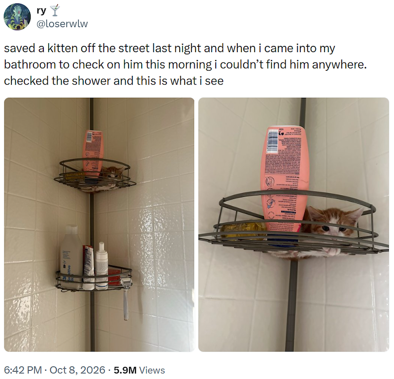 ry Ý @loserwlw saved a kitten off the street last night and when i came into my bathroom to check on him this morning i couldn't find him anywhere. checked the shower and this is what i see 6:42 PM - Oct 8, 2026 5.9M Views