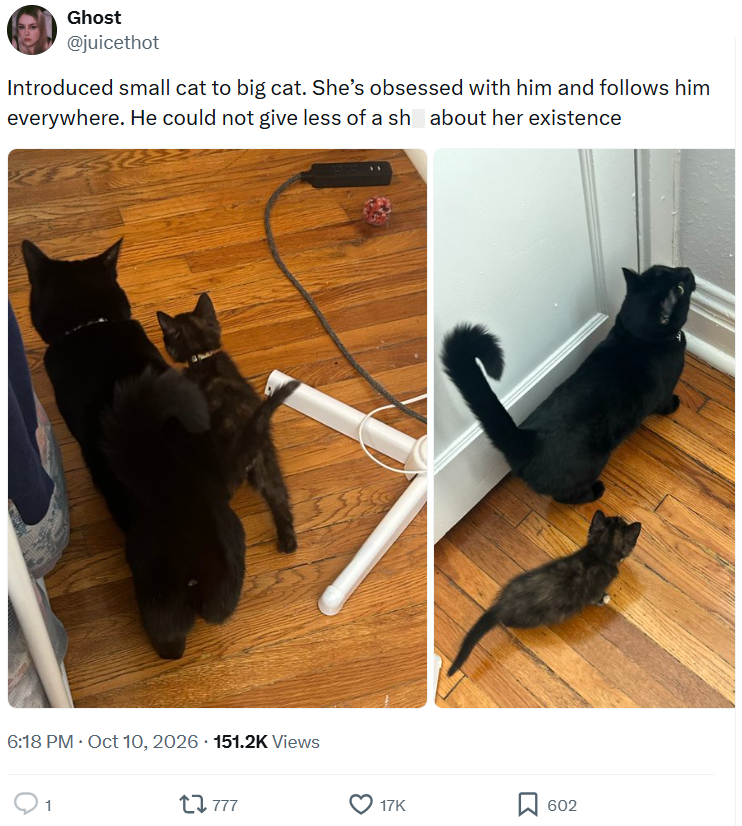 Ghost @juicethot Introduced small cat to big cat. She's obsessed with him and follows him everywhere. He could not give less of a sh about her existence . . 6:18 PM ⚫ Oct 10, 2026 151.2K Views 17777 17K 602