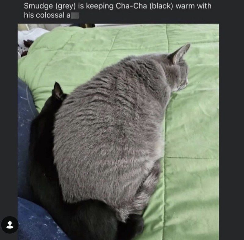 Smudge (grey) is keeping Cha-Cha (black) warm with his colossal a