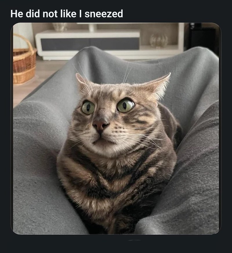He did not like I sneezed