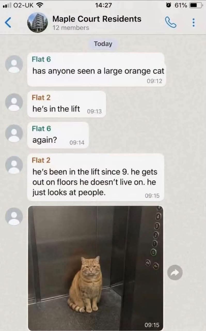 02-UK 14:27 Maple Court Residents 12 members Today Flat 6 has anyone seen a large orange cat Flat 2 he's in the lift 09:13 Flat 6 again? 09:14 09:12 Flat 2 he's been in the lift since 9. he gets out on floors he doesn't live on. he just looks at people. 09:15 09:15 61%