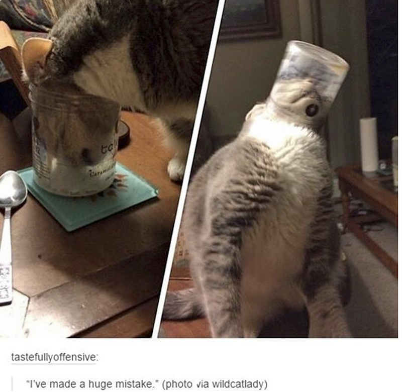Caram to tastefully offensive: "I've made a huge mistake." (photo via wildcatlady)