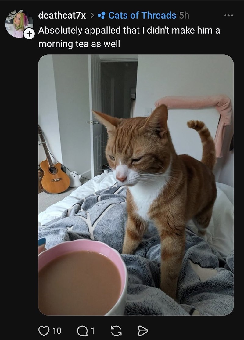 deathcat7x Cats of Threads 5h + Absolutely appalled that I didn't make him a morning tea as well 10 Q1 E