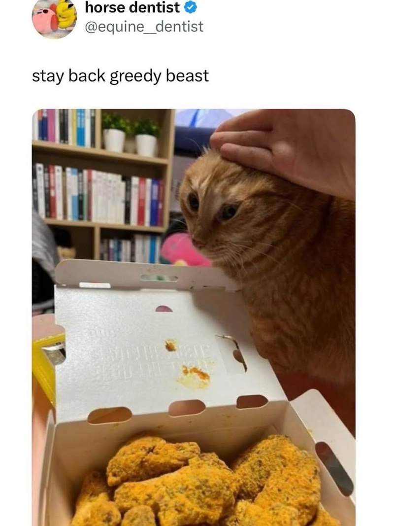 horse dentist @equine_dentist stay back greedy beast 請問用