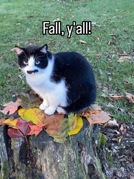 Fall, y'all!