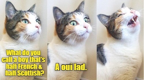 What do you call a boy that's half French & half Scottish? A oui lad.