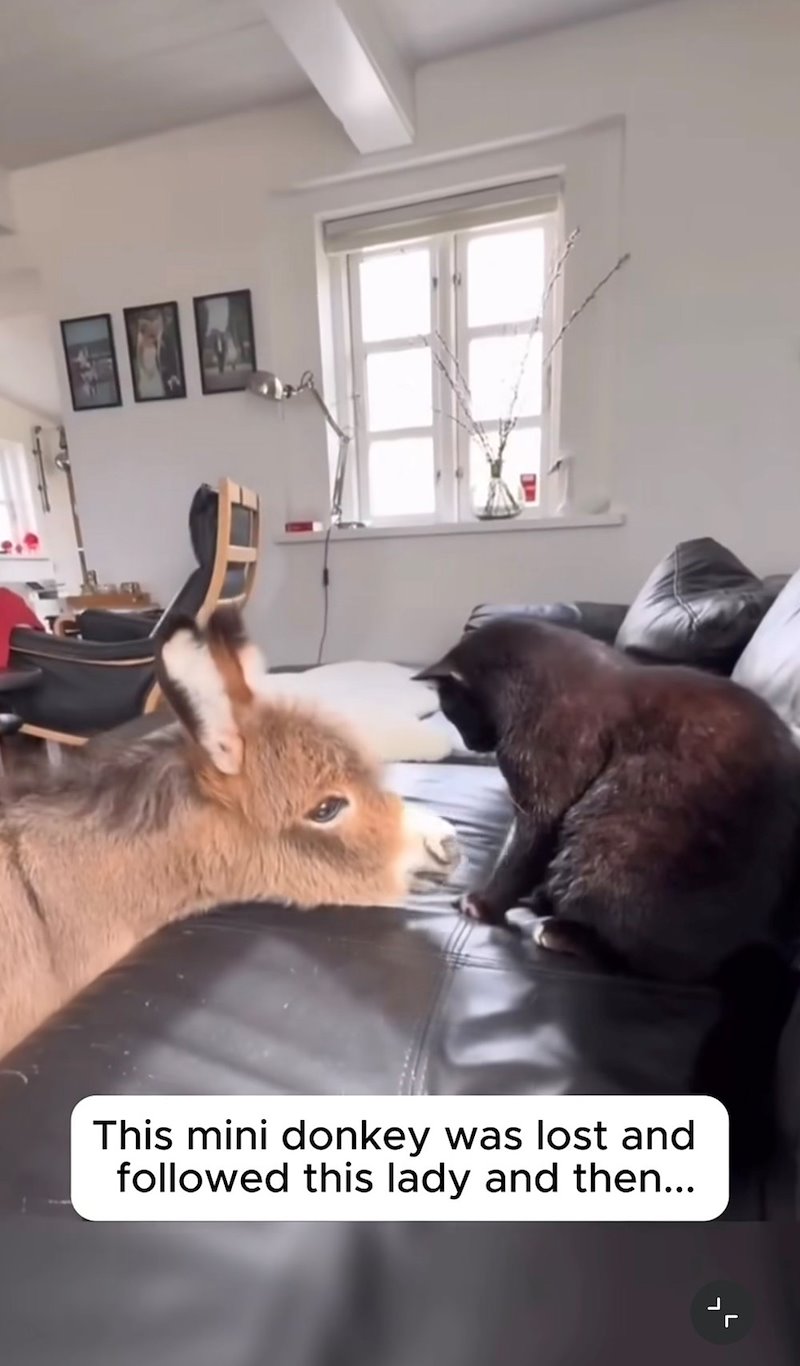 This mini donkey was lost and followed this lady and then... L