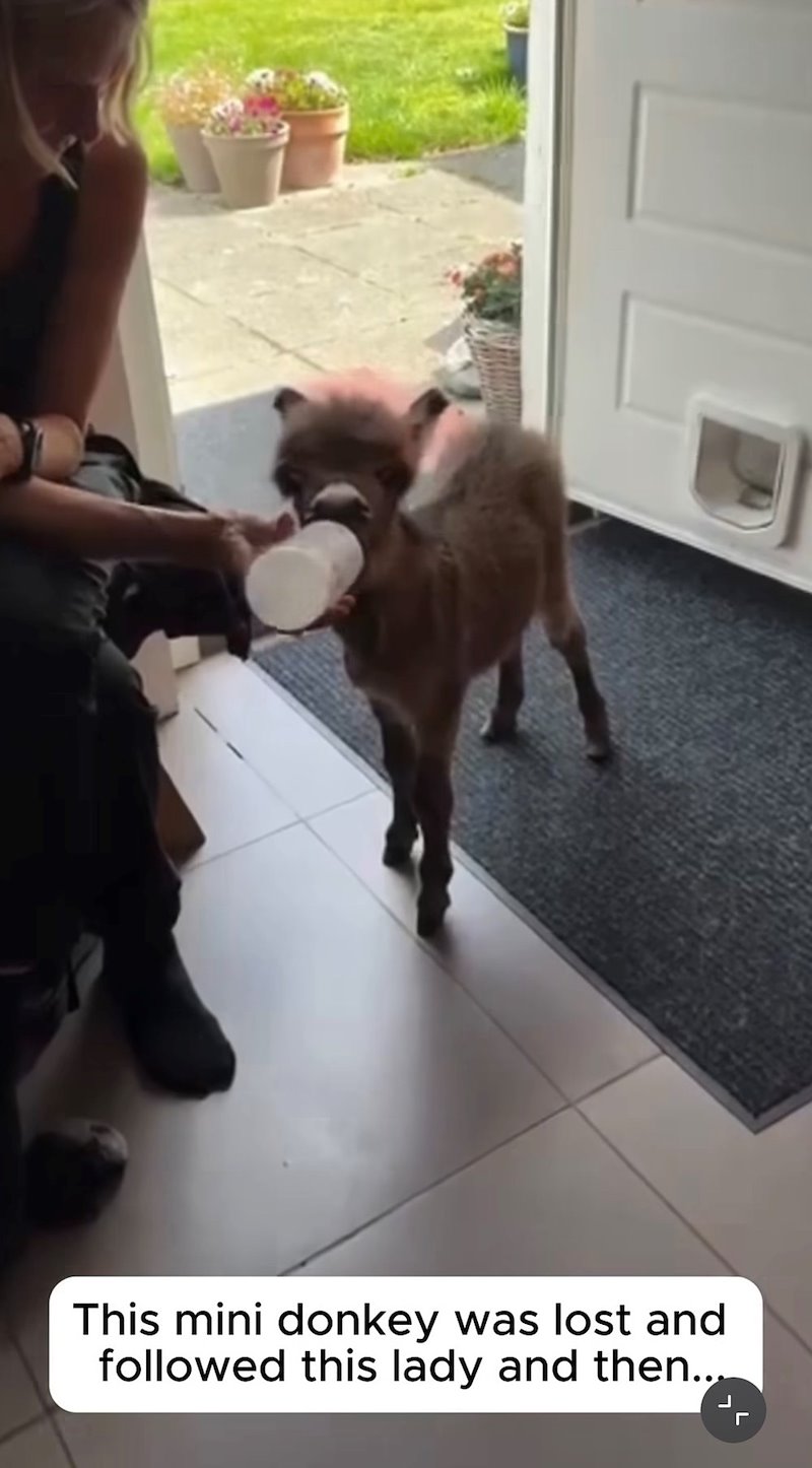 This mini donkey was lost and followed this lady and then... L г