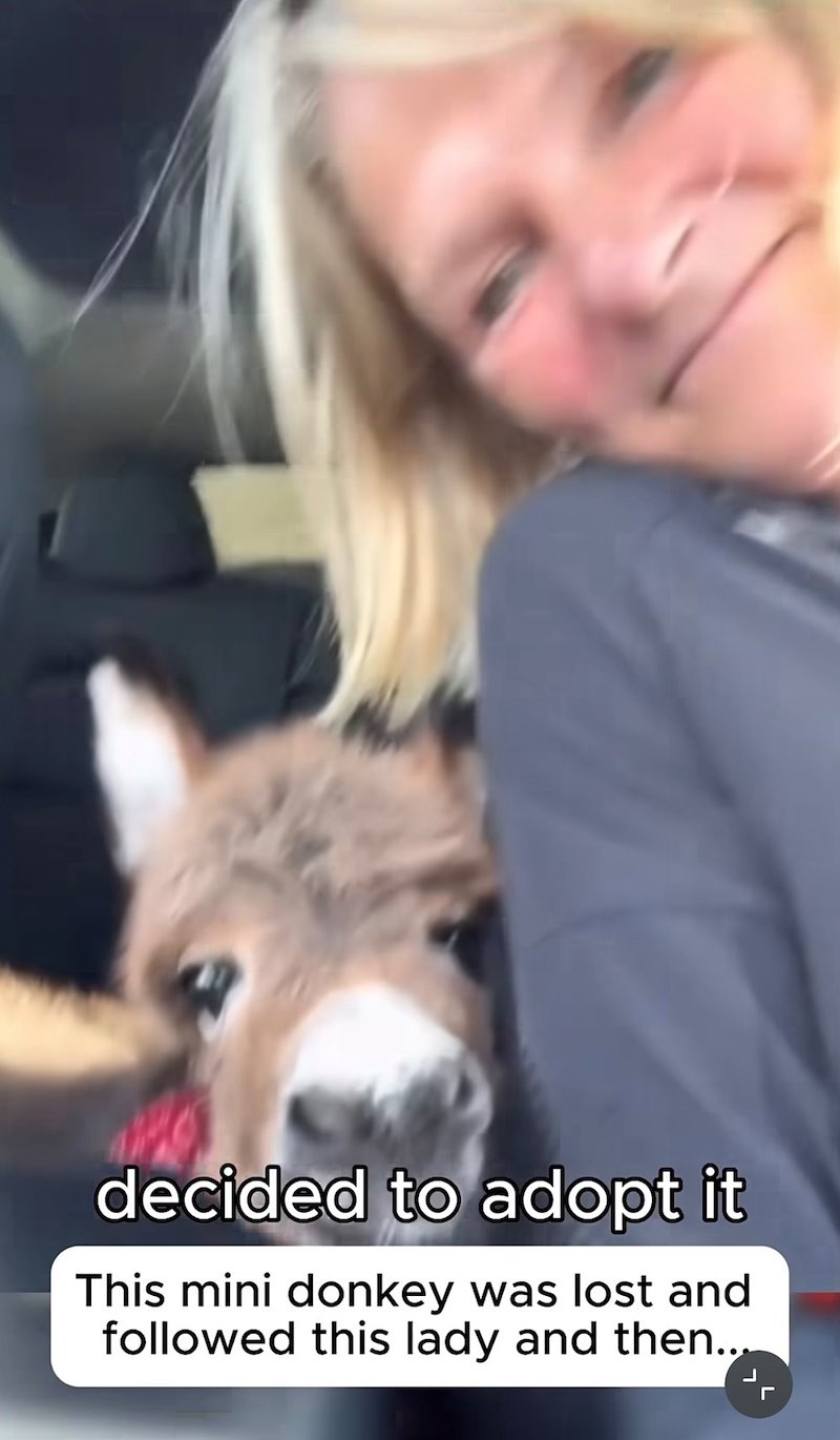 decided to adopt it This mini donkey was lost and followed this lady and then...
