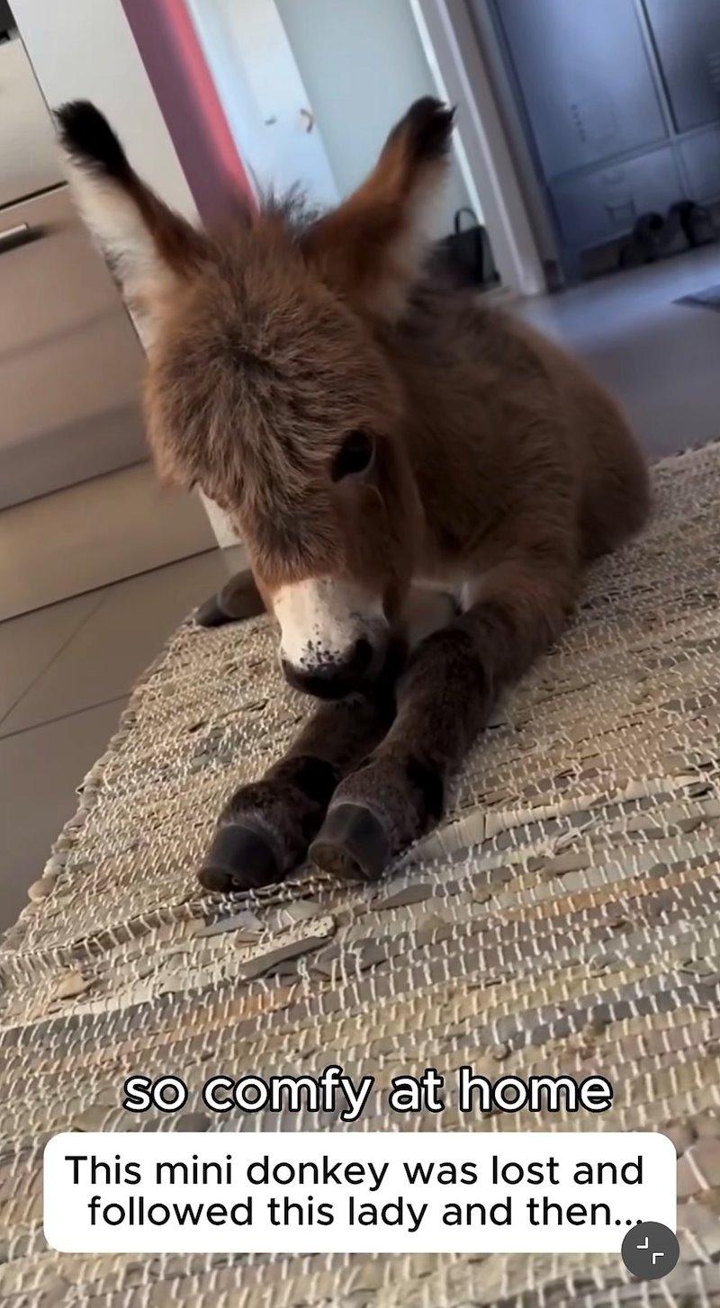 so comfy at home This mini donkey was lost and followed this lady and then... Г