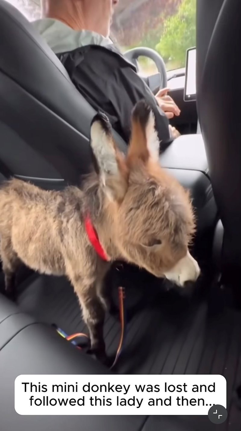 This mini donkey was lost and followed this lady and then... J