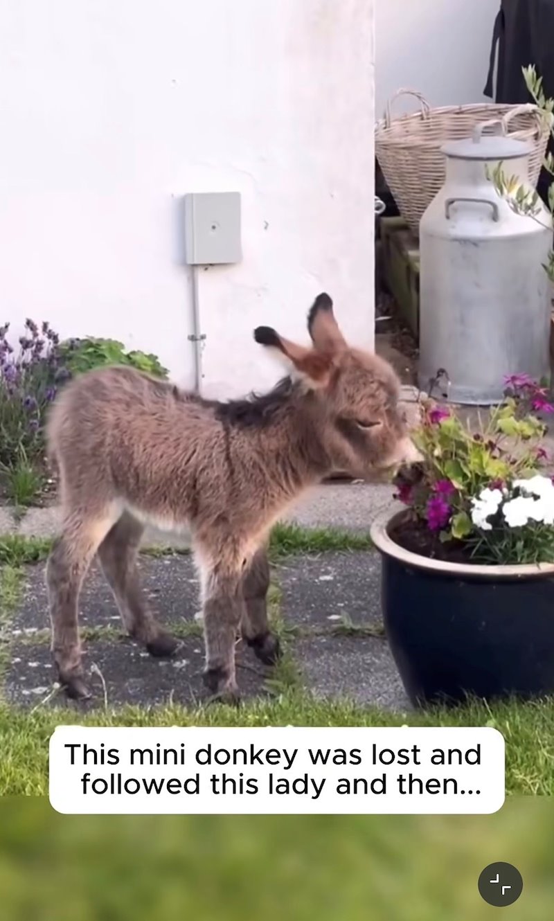 This mini donkey was lost and followed this lady and then...