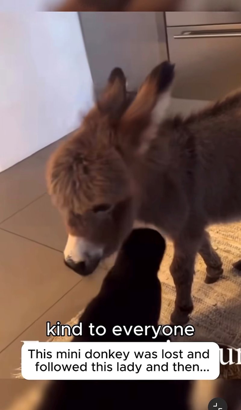kind to everyone This mini donkey was lost and I followed this lady and then...