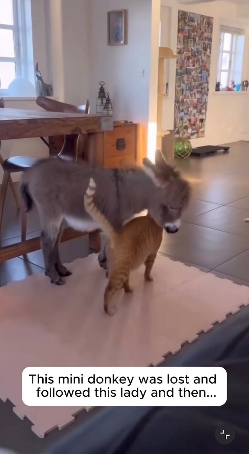 This mini donkey was lost and followed this lady and then...
