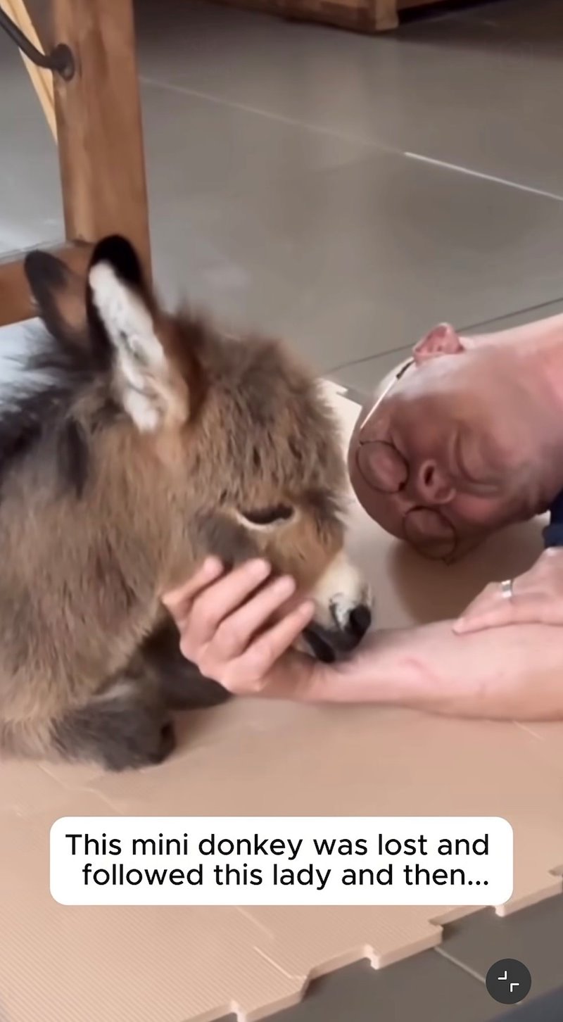 This mini donkey was lost and followed this lady and then...
