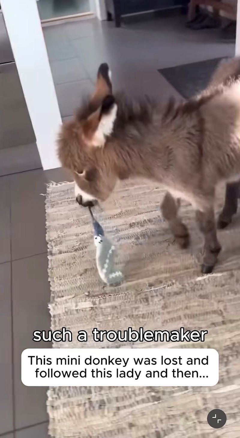 such a troublemaker This mini donkey was lost and followed this lady and then...