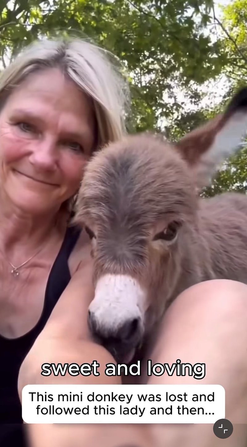 sweet and loving This mini donkey was lost and followed this lady and then...