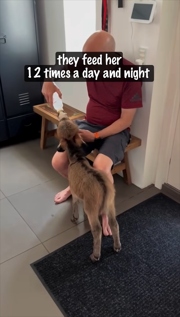 they feed her 12 times a day and night