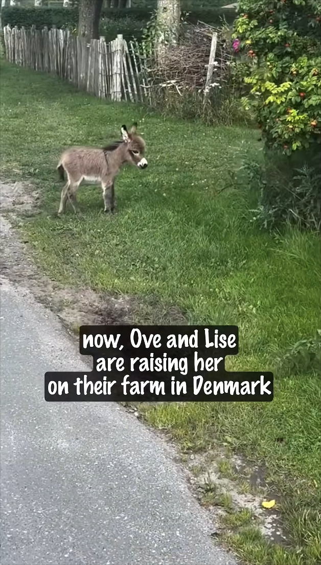 now, Ove and Lise are raising hert on their farm in Denmark