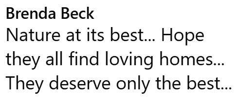 Brenda Beck Nature at its best... Hope they all find loving homes... They deserve only the best...