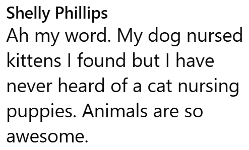 Shelly Phillips Ah my word. My dog nursed kittens I found but I have never heard of a cat nursing puppies. Animals are so awesome.