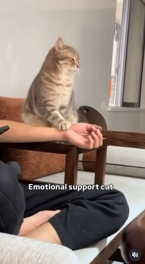 Emotional support cat 91