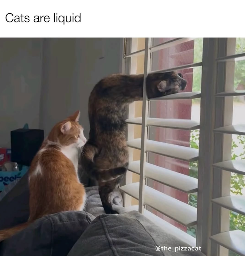 Cats are liquid peel @the_pizzacat