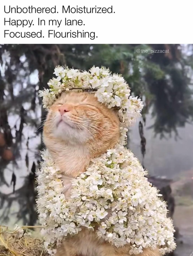 Unbothered. Moisturized. Happy. In my lane. Focused. Flourishing. @the_pizzacat