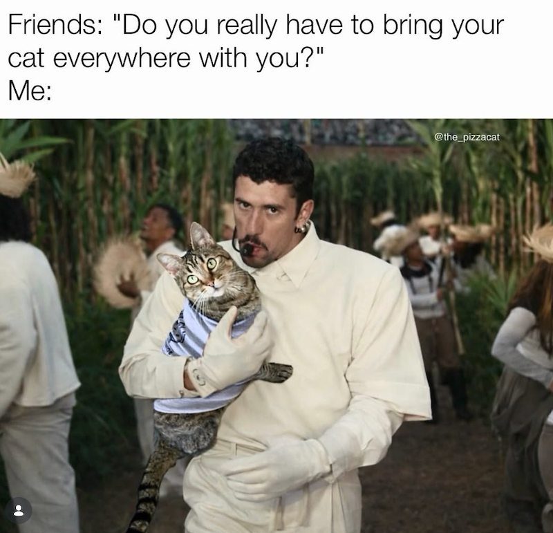 Friends: "Do you really have to bring your cat everywhere with you?" Me: @the_pizzacat