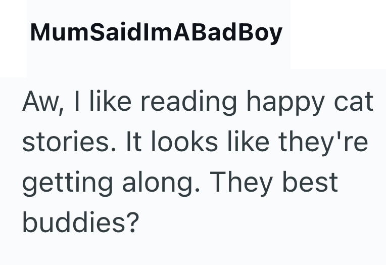 MumSaidImABadBoy Aw, I like reading happy cat stories. It looks like they're getting along. They best buddies?