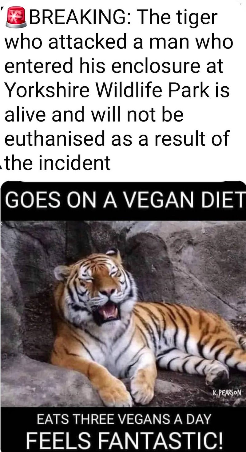 BREAKING: The tiger who attacked a man who entered his enclosure at Yorkshire Wildlife Park is alive and will not be euthanised as a result of the incident GOES ON A VEGAN DIET EATS THREE VEGANS A DAY K PEARSON FEELS FANTASTIC!
