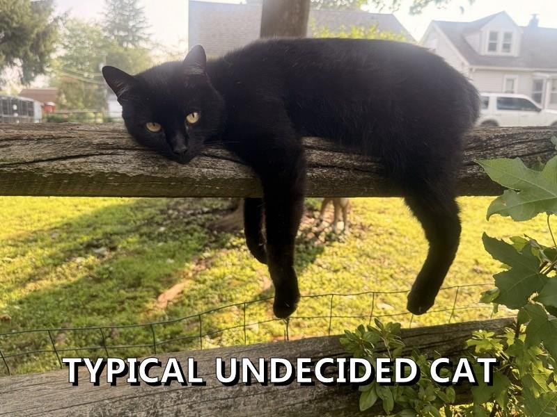 TYPICAL UNDECIDED CAT