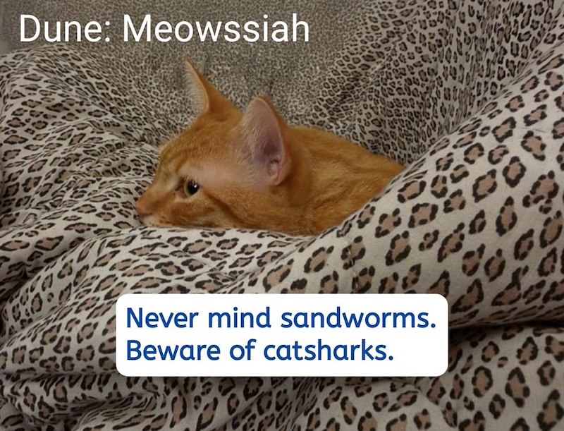 Dune: Meowssiah Never mind sandworms. Beware of catsharks.