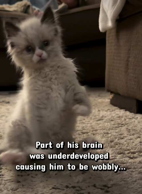 Part of his brain was underdeveloped causing him to be wobbly...