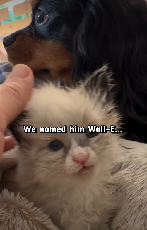 We named him Wall-E...