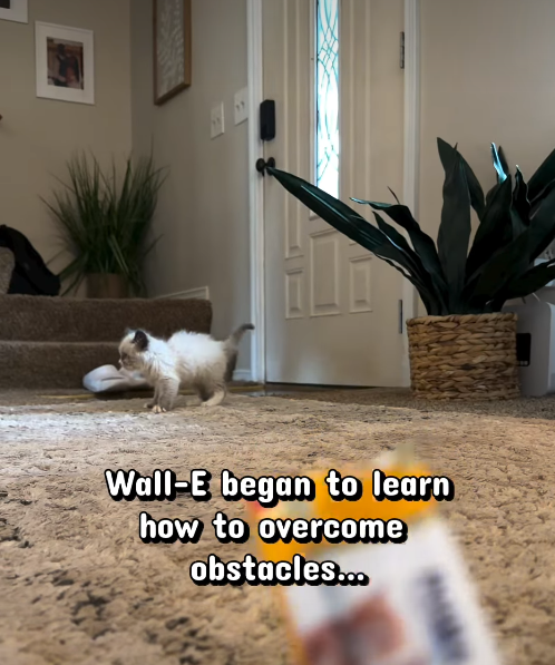 Wall-E began to learn how to overcome obstacles...