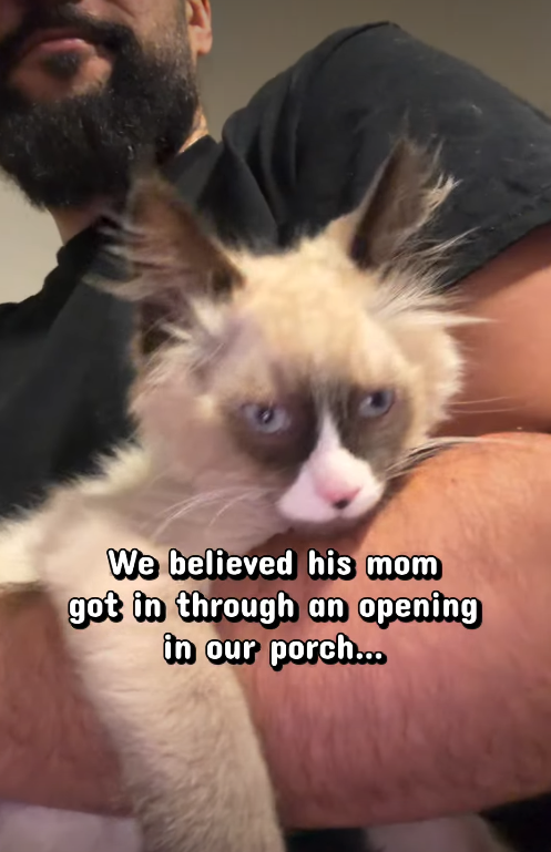We believed his mom got in through an opening in our porch...