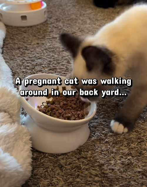 A pregnant cat was walking around in our back yard...