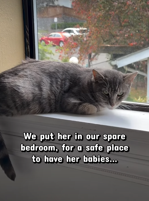 We put her in our spare bedroom, for a safe place to have her babies...