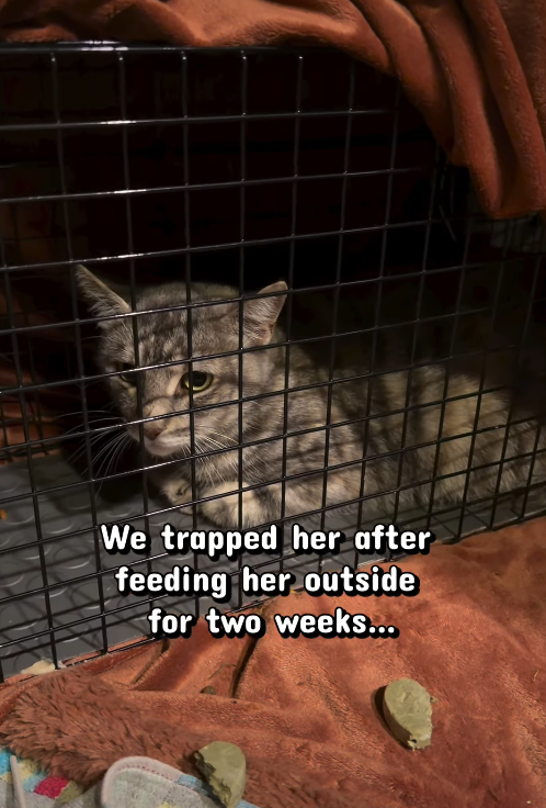 We trapped her after feeding her outside for two weeks...