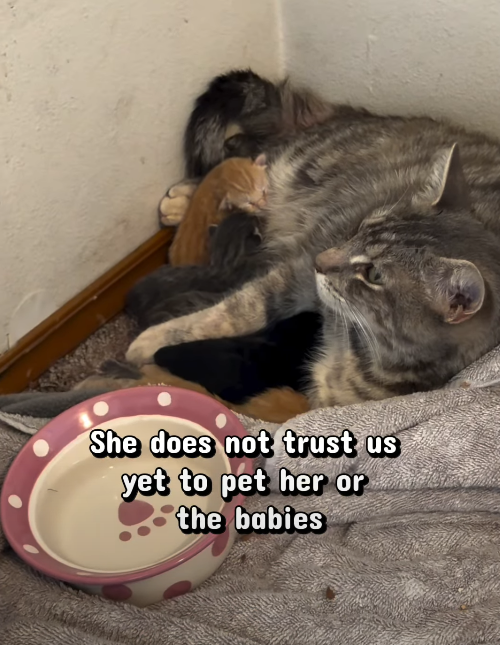 She does not trust us yet to pet her or the babies