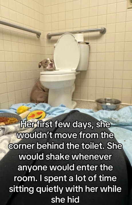 Her first few days, she wouldn't move from the Corner behind the toilet. She would shake whenever anyone would enter the room. I spent a lot of time sitting quietly with her while she hid