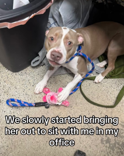 We slowly started bringing her out to sit with me in my office