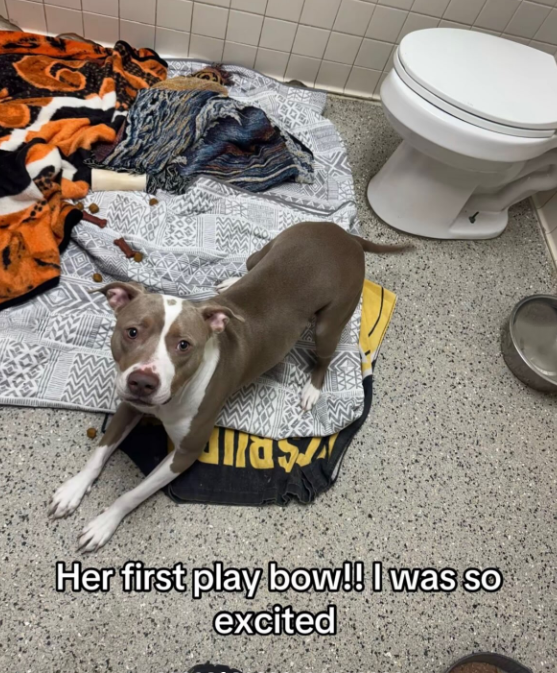 llas Her first play bow!! I was so excited