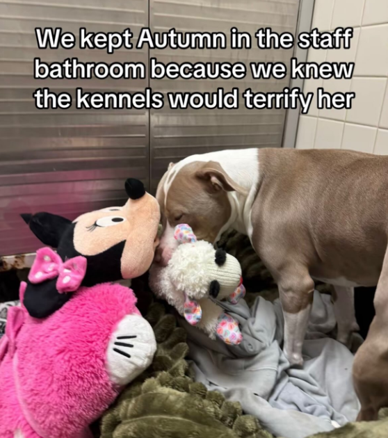 We kept Autumn in the staff bathroom because we knew the kennels would terrify her \/