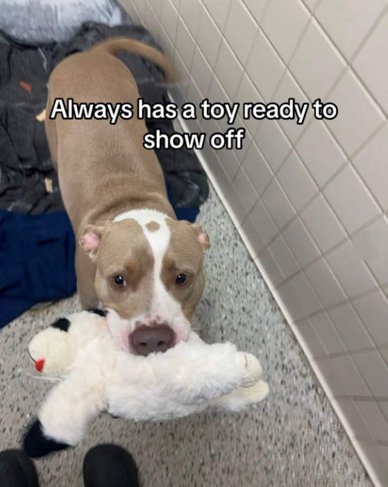 Always has a toy ready to show off