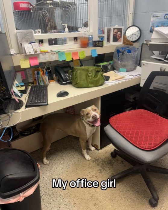 KONGO My office girl 豆