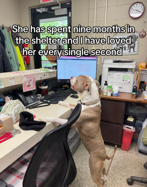 She has spent nine months in the shelter and I have loved BIO her every single second 2