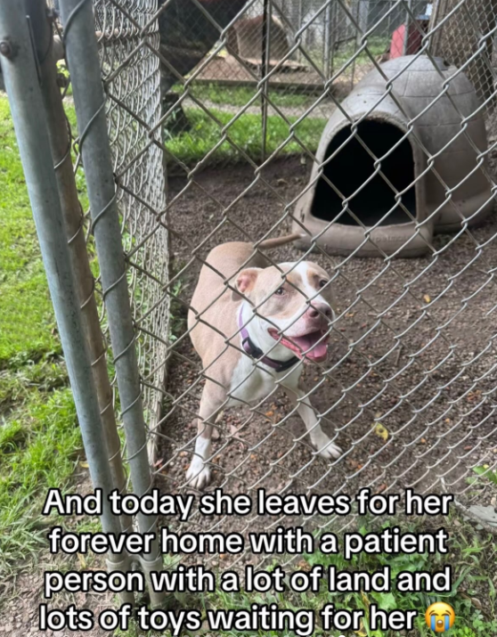 And today she leaves for her forever home with a patient person with a lot of land and lots of toys waiting for her